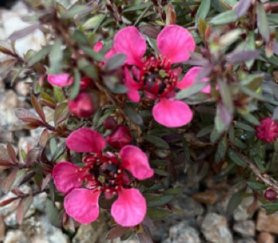 Leptospermum scoparium 'Nichollsii Nanum'